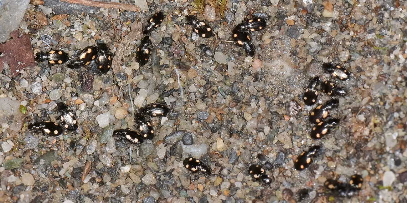 Carabidae: Lionychus quadrillum